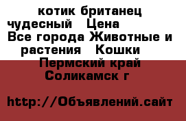 котик британец чудесный › Цена ­ 12 000 - Все города Животные и растения » Кошки   . Пермский край,Соликамск г.